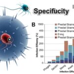 Lab Report 14 Bacteriophage Specificity: Understanding Viral Targeting in Bacterial Systems
