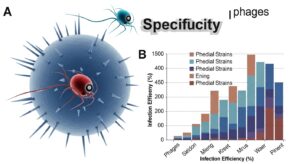 Lab Report 14 Bacteriophage Specificity