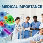 Strepto Penicillin: Discovery, Medical Importance, and Modern Applications